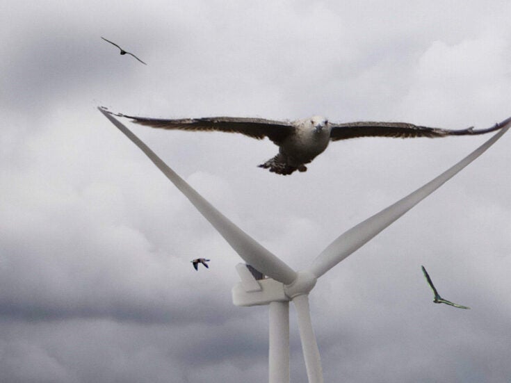 How understanding bird behaviour can benefit wind farm development
