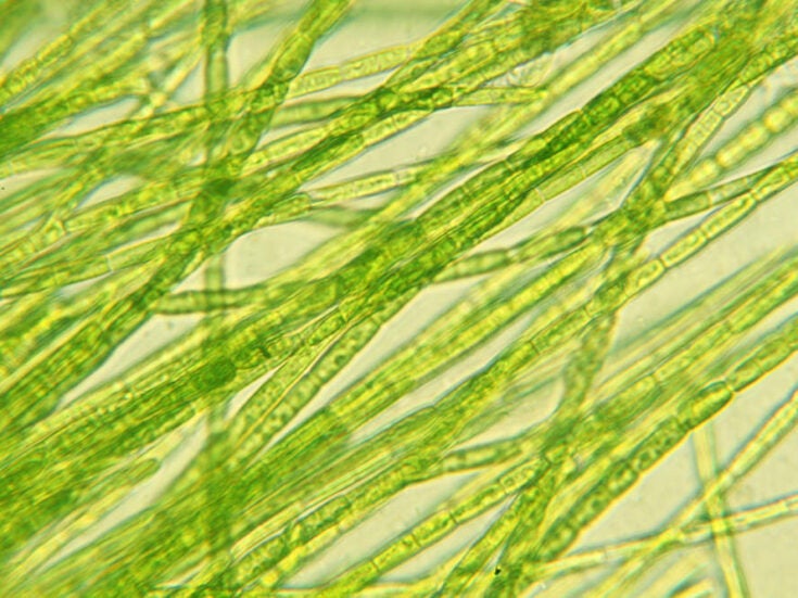 The power of algae: greener fuel cells move step closer to reality