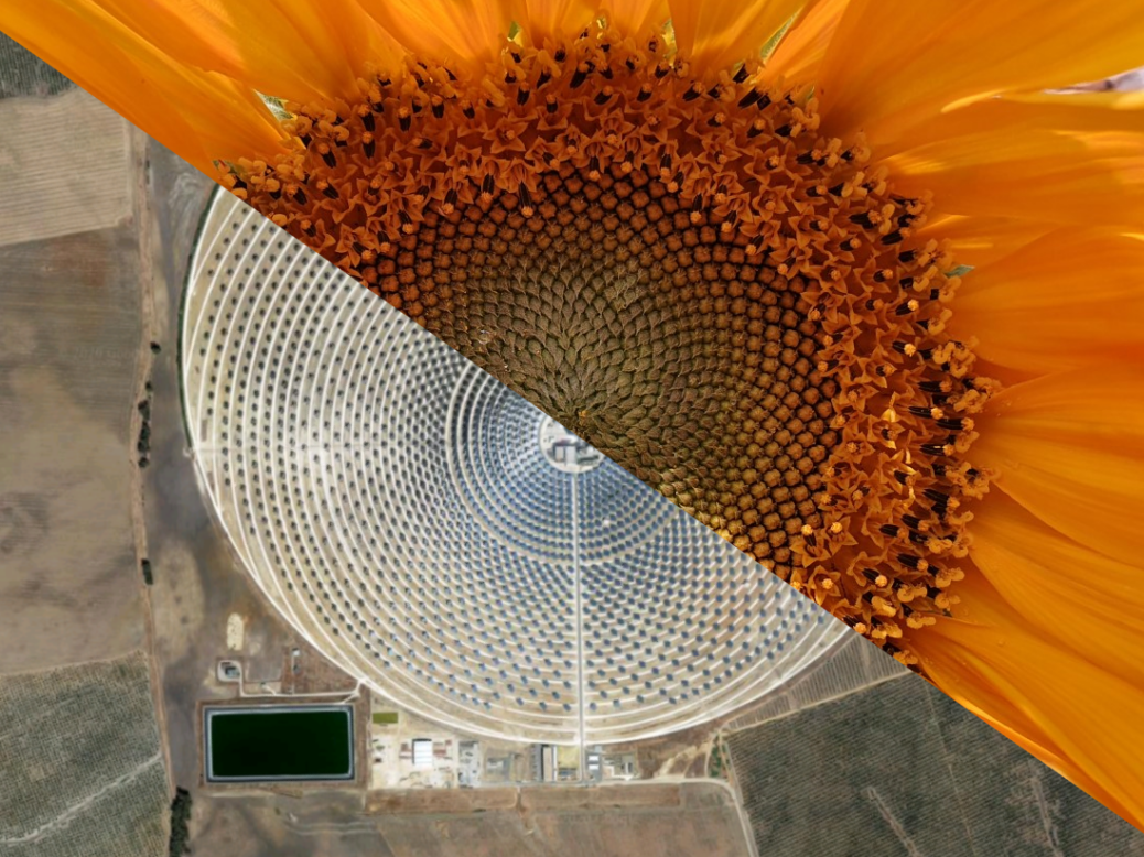 Sunflower biomimicry fusion