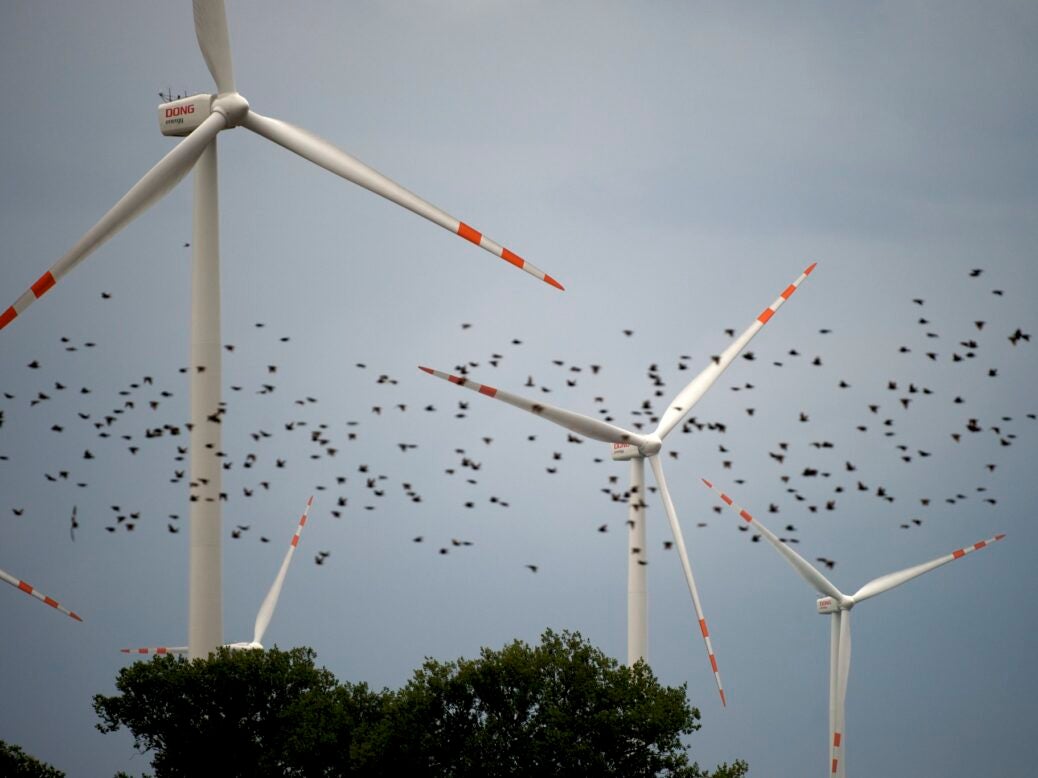 Birds fly past wind turbines