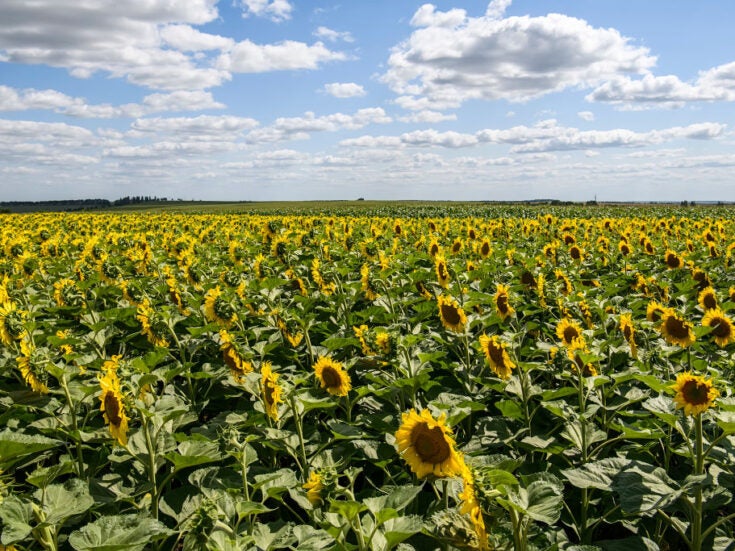 Which countries are most exposed to interruption in Ukraine food exports? Which countries are most exposed to interruption in Ukraine food exports?