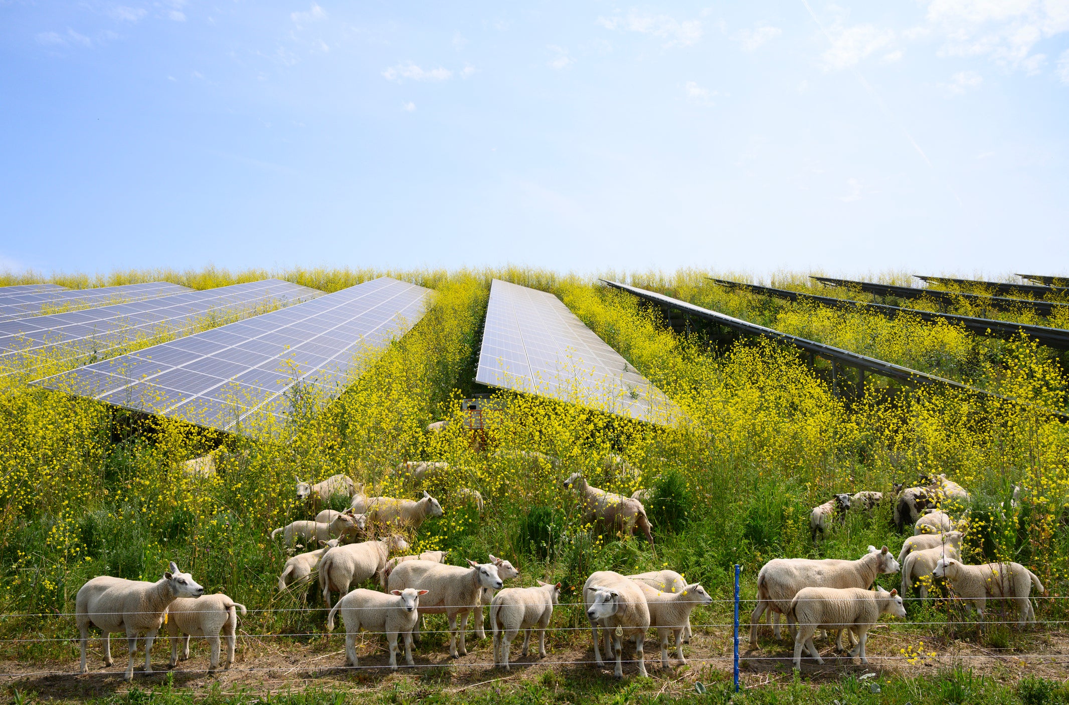Food versus energy: Can agrivoltaic farming solve both crises? Food versus energy: Can agrivoltaic farming solve both crises?